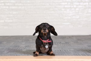 SmartLogic mascot Mia the sausage dog