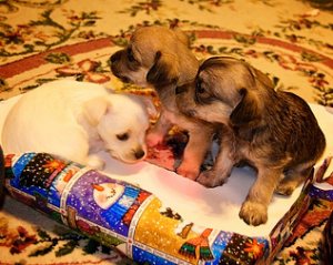 Why give presents when you can give puppies? And support to women, children, families, and more?